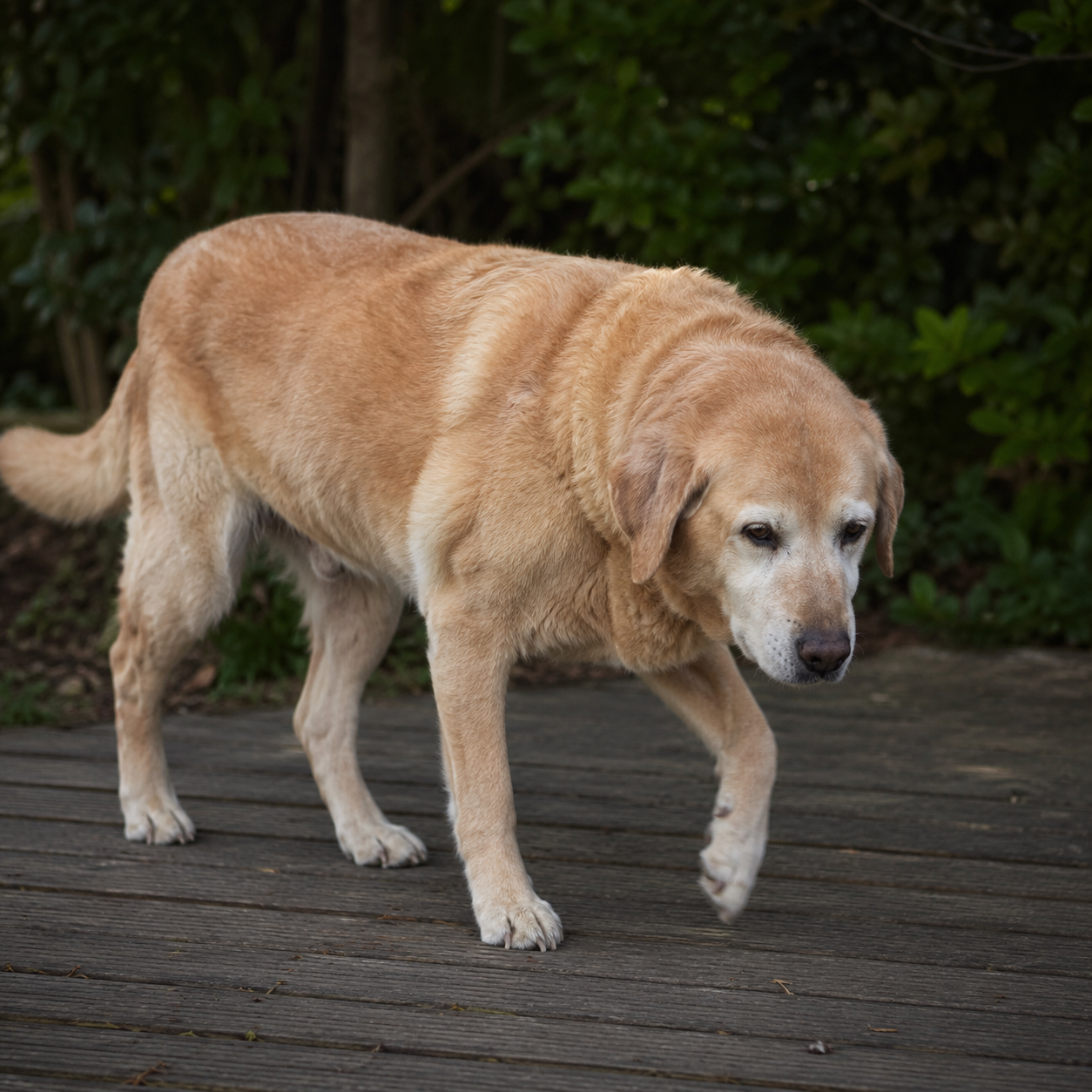 Hund bewegt sich steif und zögernd